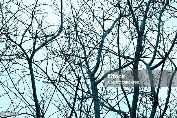 Branches Stock Photo - Download Image Now - Back Lit, Backgrounds, Bare Tree