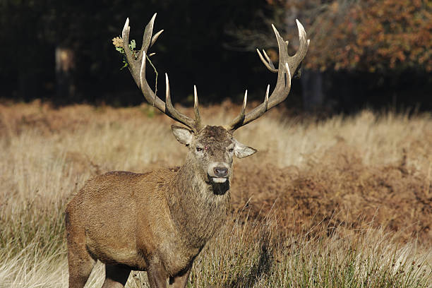 istock Battle scars monarch of the glen red deer stag 173578076