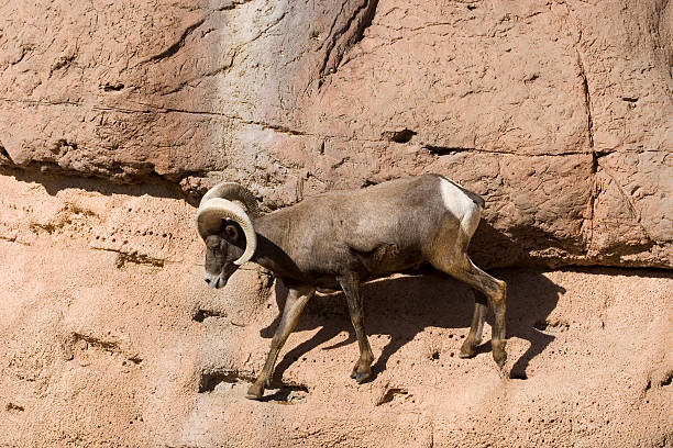 砂漠オオツノヒツジにロック - bighorn sheep sonoran desert animal sheep ストックフォトと画像