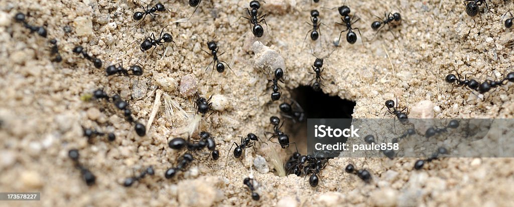 Черный Ant отверстия - Стоковые фото Муравейник роялти-фри