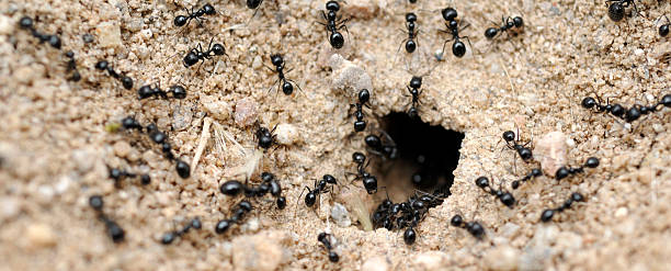 черный ant отверстия - anthill стоковые фото и изображения