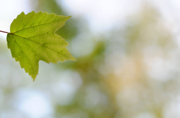 Green Leaf Background stock photo