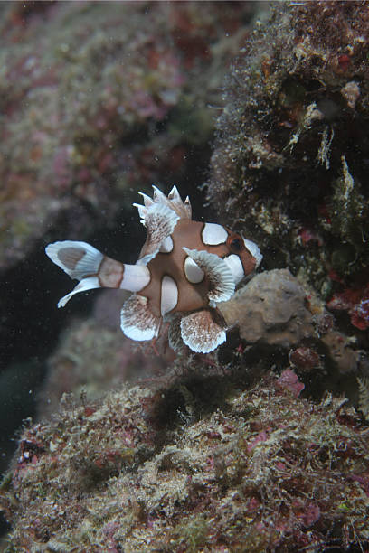 juvenile dużo dropiaty sweetlips (widok z boku - dropiaty zdjęcia i obrazy z banku zdjęć