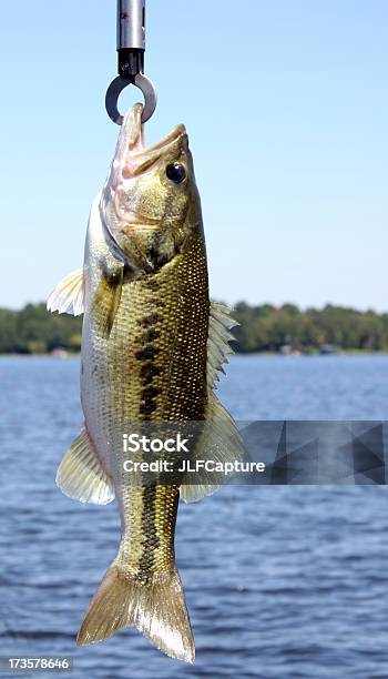 Big Bass Stock Photo - Download Image Now - Largemouth Bass, Striped Bass, Animal