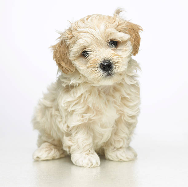 istock Furry beige puppy on a white background 173578737