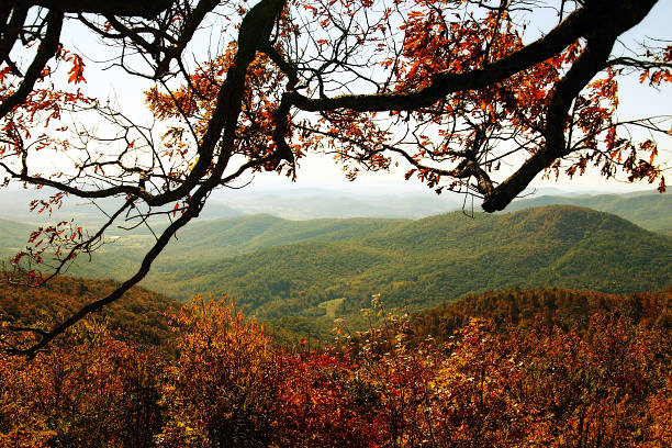 istock Autumnal tree branch against woods and hills 173578797