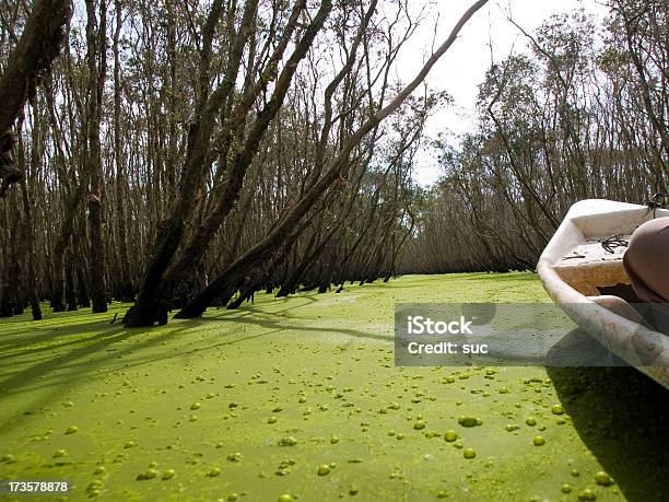 Foto de Explorar O Pântano e mais fotos de stock de Arbusto - Arbusto, Aventura, Biologia