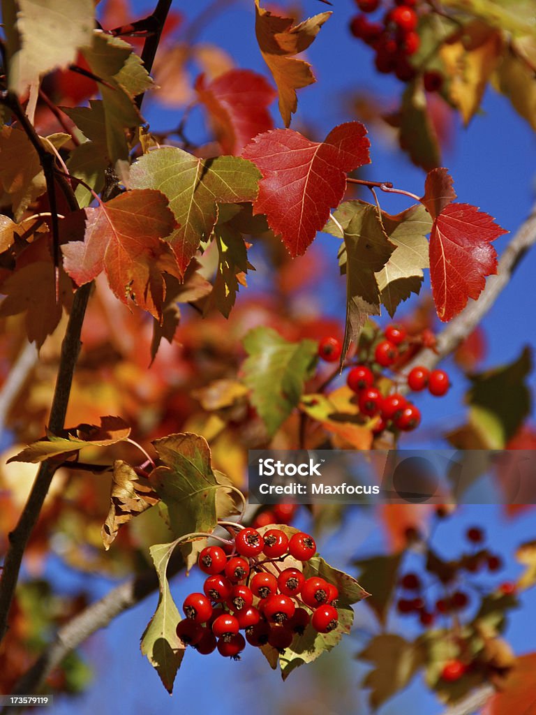 Hawthorn fruits rouges - Photo de Arbre libre de droits