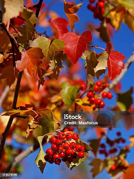 Foto de Hawthorn Frutas Vermelhas e mais fotos de stock de Baga - Fruta - Baga - Fruta, Colorado, Flora