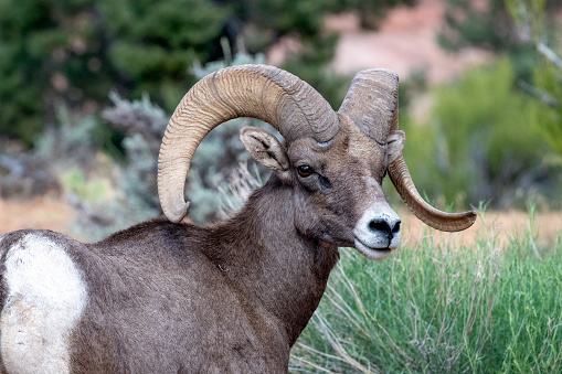 Desert Bighorn Sheep in natural environment