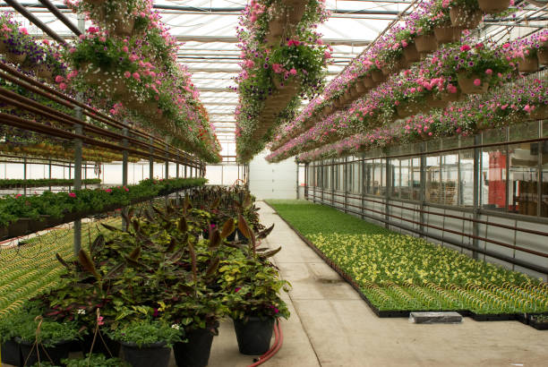 istock Potted Plants in Greenhouse 173579128