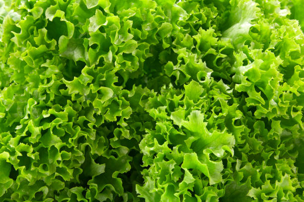 Lettuce stock photo