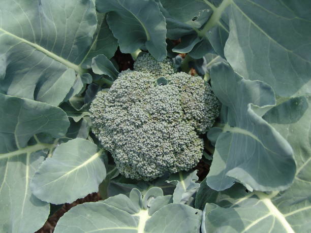 istock Summer Broccoli in a Garden 173579276