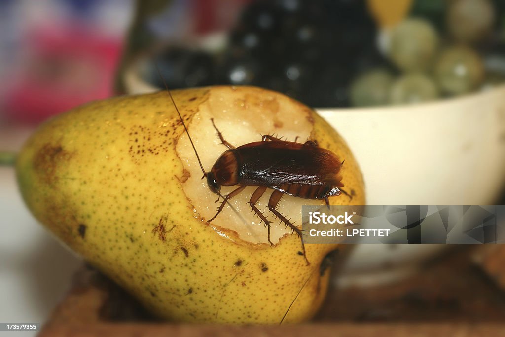Cucaracha - Foto de stock de Cucaracha libre de derechos