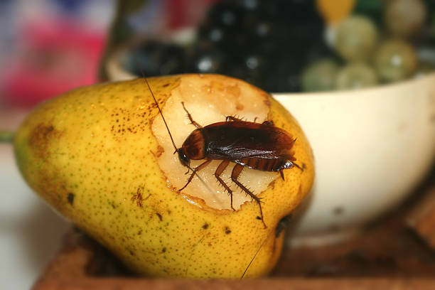 cockroach A cockroach eating a pear. cockroach food stock pictures, royalty-free photos & images
