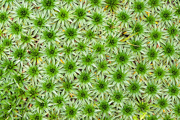 istock Detail of Cushion plant 173579426