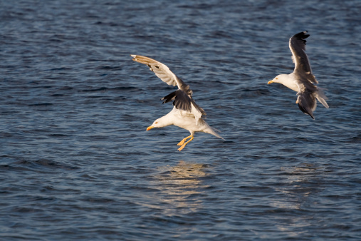 Two sea gulls are just landing in the sea. Beautiful morning light.See my other bird photos: