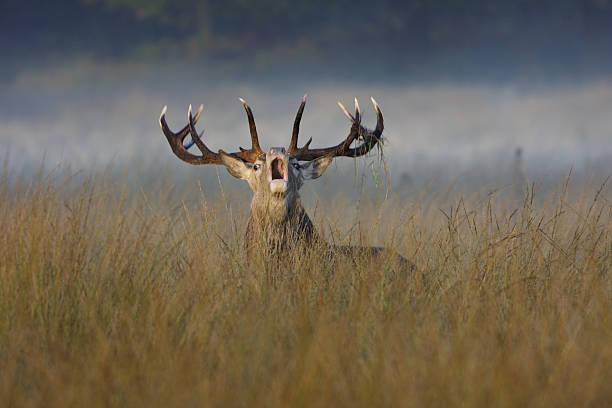 Roaring red deer stag bellows during the rut Roaring red deer stag (Cervus elaphus) in the rut. One of the sights of Autumn at Richmond Park, Surrey, UK. In the middle of a fog-bound field, this red deer stag has a serious announcement to make to all-comers. richmond park stock pictures, royalty-free photos & images