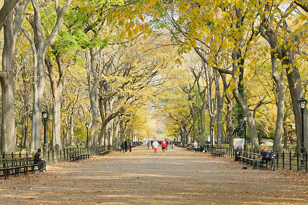 istock The Mall - Central Park - New York 173579892