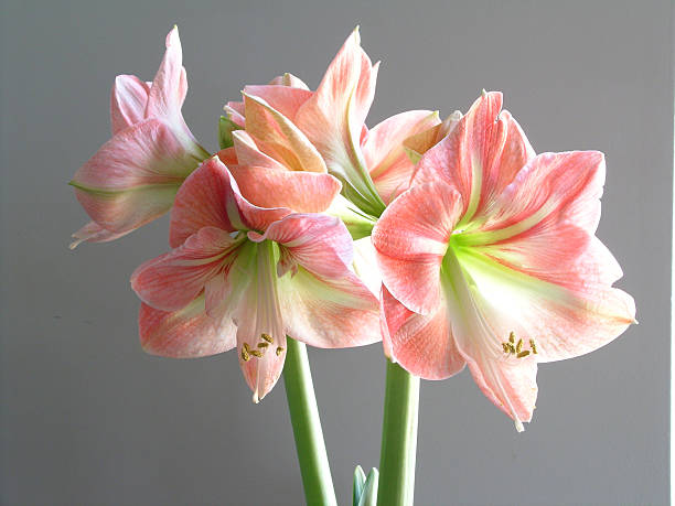 crazy bellissimo amaryllis - amaryllis foto e immagini stock
