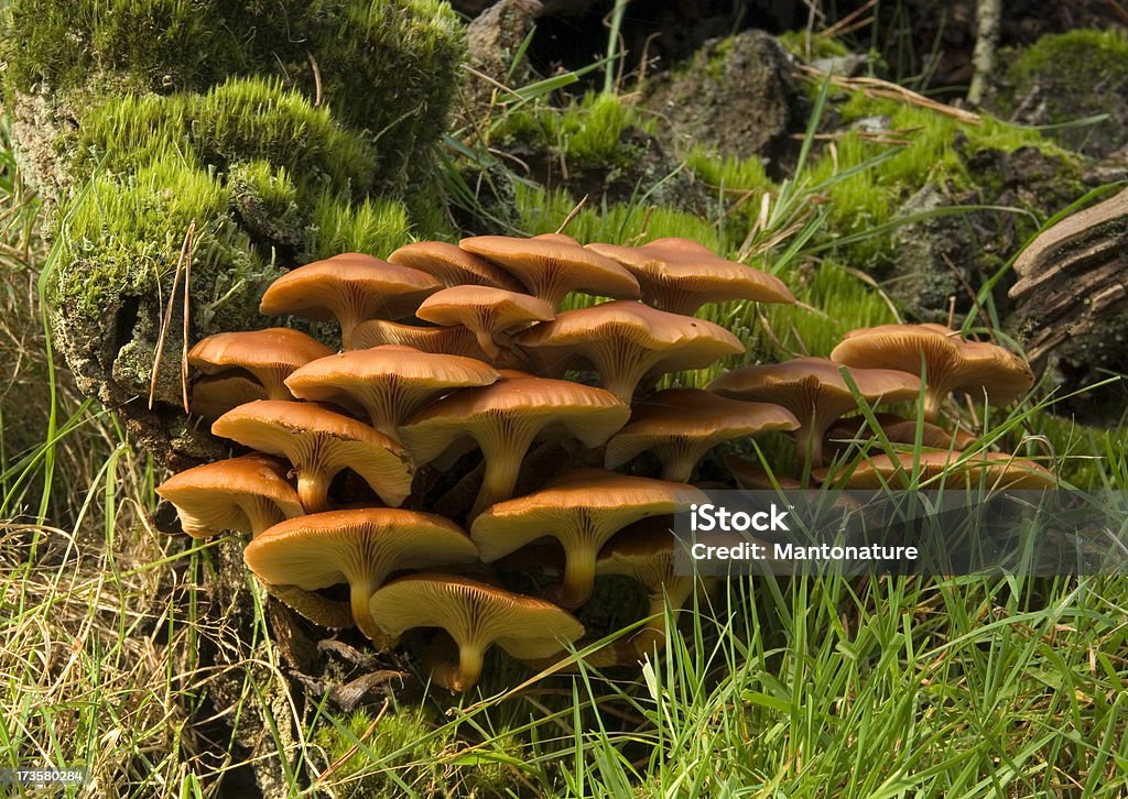 Drewno Fungus (Kuehneromyces mutabilis) - Zbiór zdjęć royalty-free (Bez ludzi)