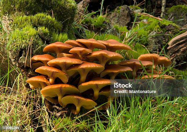 Drewno Fungus - zdjęcia stockowe i więcej obrazów Bez ludzi - Bez ludzi, Bliskie zbliżenie, Brzoza