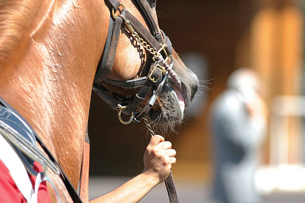 Leading Race Horse stock photo