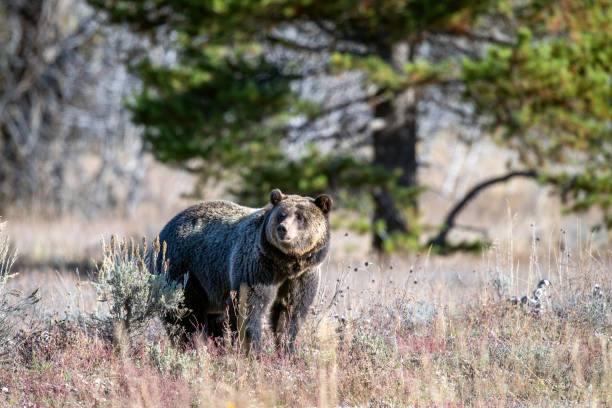 istock Grizzly Bear #1063 - Bonita 1735803664