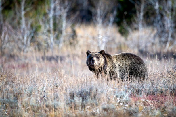 istock Grizzly Bear #1063 - Bonita 1735803668