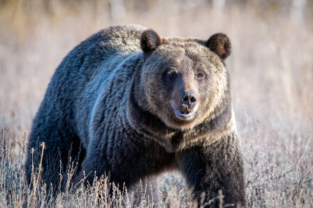 Grizzly Bear known as #1063 - Bonita.  Collared and tags in ears
