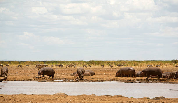 hipopótamos e zebras. - lake manyara national park - fotografias e filmes do acervo