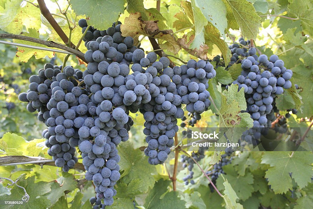 Variedade de uvas - Foto de stock de Bebida alcoólica royalty-free