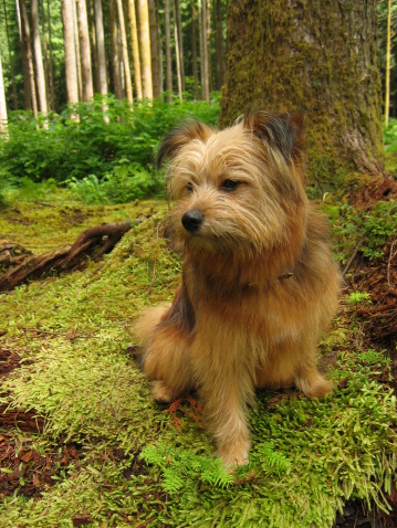 Portrait of a small dog sitting on some moss.
