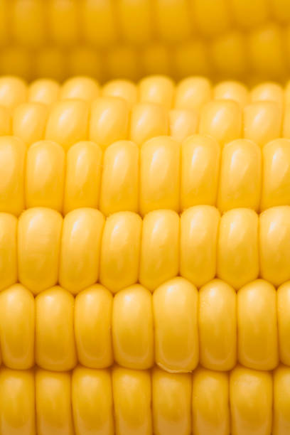 istock Detail of corn 173580591