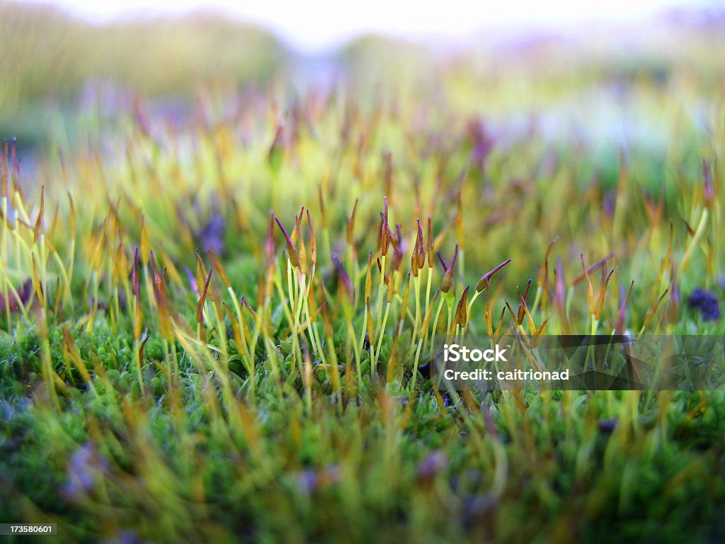 moss de bambu - Foto de stock de Erva royalty-free