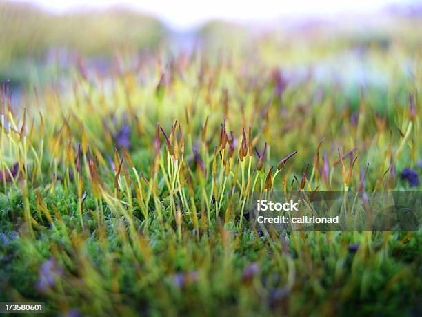 Foto de Moss De Bambu e mais fotos de stock de Erva - Erva, Grama, Maya