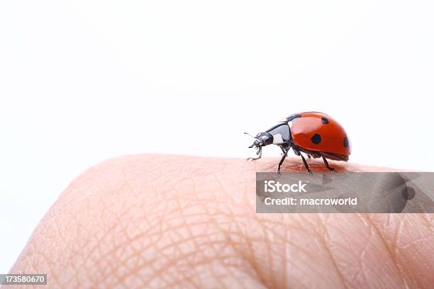 Foto de Joaninha Em Pele e mais fotos de stock de Andar - Andar, Animal, Beleza