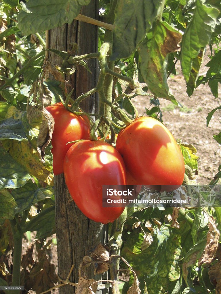 Carrés-Tomatos de la Côte d'Amalfi - Photo de Paysage libre de droits