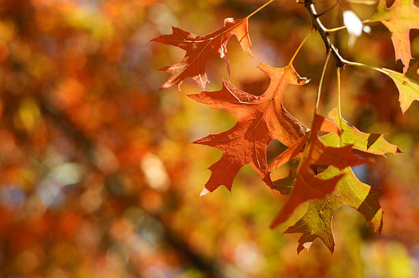 Fall Leaves stock photo