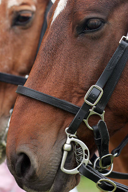 Horses Head with another one in the background stock photo