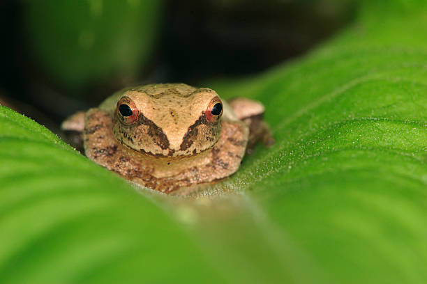 Spring Peeper - foto de acervo