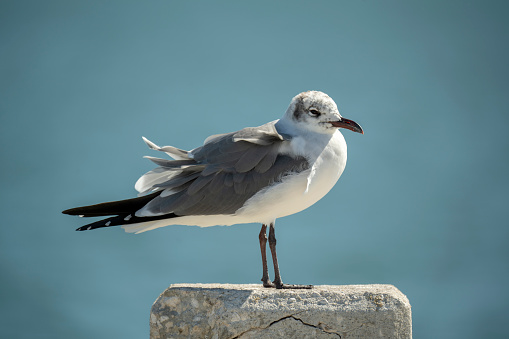 Wild seagull water bird perching on harbor railing in Florida. Wildlife in Southern USA.