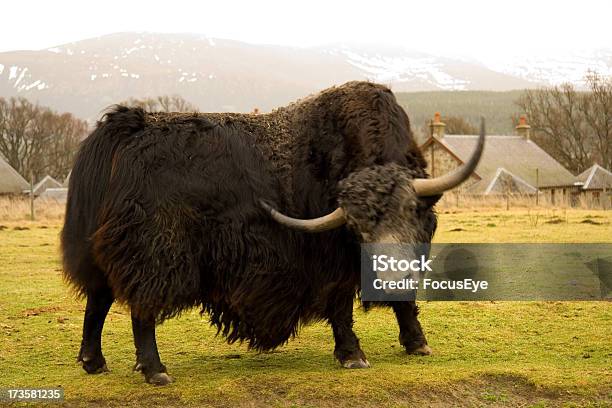 Photo libre de droit de Yak banque d'images et plus d'images libres de droit de Animal mâle - Animal mâle, Animaux à l'état sauvage, Cornu