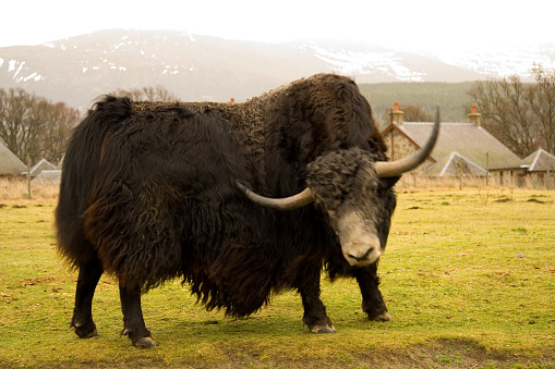 a Yak scratching its side. Head is in motion.
