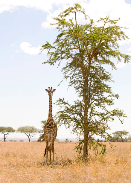istock Giraffe in Serengeti, 173581307