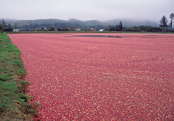 istock Flooded cranberry bog 173581347