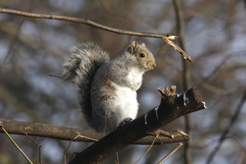 Sitting upright and still, you can almost think that this grey squirrel (Sciurus carolinensis) is pressing his hands into a fur muff to keep warm on this crisp winter morning.