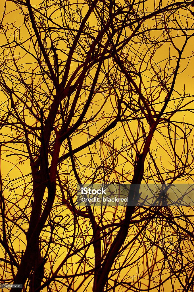 Tree Branches Silhouette Branches silhouette against sun set sky.Similar images - Autumn Stock Photo
