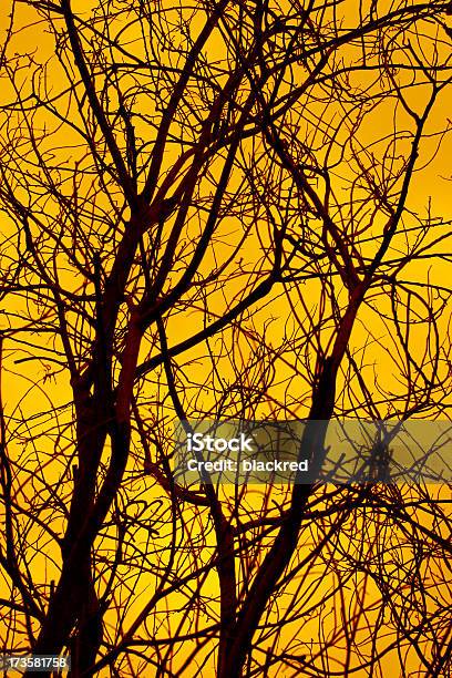 Tree Branches Silhouette Stock Photo - Download Image Now - Autumn, Back Lit, Backgrounds