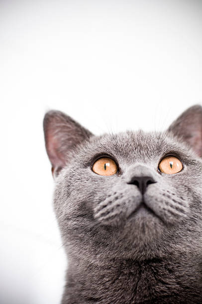 istock Cat British Shorthair Kitten with yellow eyes staring at camera 173581942